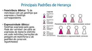 Principais Padrões de Herança
• Penetrância Gênica: % de
indivíduos com um genótipo que
expressa o fenótipo
correspondente.
• Expressividade Gênica:
fenótipo expresso pelo gene.
Pode ser variável: um alelo se
expressa de maneira distinta
em cada indivíduo (variações de
pelagem em mamíferos e de
padrões de cores em
leguminosas)
 