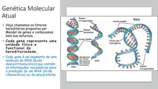 Genética Molecular
Atual
• Hoje chamamos os fatores
hereditários propostos por
Mendel de genes e conhecemos
bem sua natureza.
• Cada gene representa uma
unidade física e
functional da
hereditariedade.
• Cada gene é um segmento de uma
molécula de DNA (ácido
desoxirribonucléico) que contém
as informações necessárias para
a produção de um RNA (ácido
ribonucléico) ou de uma proteína.
 