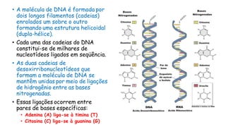 • A molécula de DNA é formada por
dois longos filamentos (cadeias)
enrolados um sobre o outro
formando uma estrutura helicoidal
(dupla-hélice).
• Cada uma das cadeias do DNA
constitui-se de milhares de
nucleotídeos ligados em seqüência.
• As duas cadeias de
desoxirribonucleotídeos que
formam a molécula de DNA se
mantêm unidas por meio de ligações
de hidrogênio entre as bases
nitrogenadas.
• Essas ligações ocorrem entre
pares de bases específicas:
• Adenina (A) liga-se à timina (T)
• Citosina (C) liga-se à guanina (G)
 