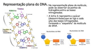 Representação plana do DNA• Na representação plana da molécula,
pode-se observar as pontes de
hidrogênio entre as bases
nitrogenadas.
• A letra S representa o açúcar
(desoxirribose) que se liga a cada
uma das bases nitrogenadas,
formando o “esqueleto” da molécula
de DNA.
 