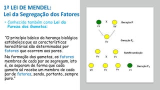 1ª LEI DE MENDEL:
Lei da Segregação dos Fatores
• Conhecida também como Lei da
Pureza dos Gametas:
“O princípio básico da herança biológica
estabelece que as características
hereditárias são determinadas por
fatores que ocorrem aos pares.
Na formação dos gametas, os fatores
membros de cada par se segregam, isto
é, se separam de forma que cada
gameta só recebe um membro de cada
par de fatores, sendo, portanto, sempre
puro.”
 