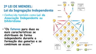• Conhecida também como Lei da
Associação Independente ou
Dihibridismo
• “Os fatores para duas ou
mais características se
distribuem de forma
independente durante a
formação dos gametas e se
combinam ao acaso.”
2ª LEI DE MENDEL:
Lei da Segregação Independente
 