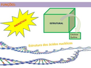 Celulose
Quitina
FUNÇÕES:
ESTRUTURAL
 