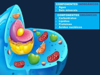 COMPONENTES INORGÂNICOS
- Água
- Sais minerais
COMPONENTES ORGÂNICOS
- Carboidratos
- Lipídios
- Proteínas
- Ácidos nucléicos
 