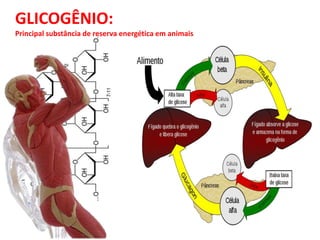 GLICOGÊNIO:
Principal substância de reserva energética em animais
 