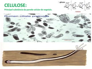 CELULOSE:
Principal substância da parede celular de vegetais.
-glicose
 