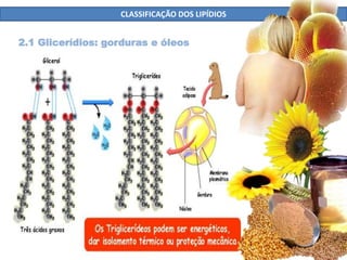 CLASSIFICAÇÃO DOS LIPÍDIOS
2.1 Glicerídios: gorduras e óleos
 