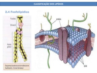 CLASSIFICAÇÃO DOS LIPÍDIOS
2.4 Fosfolipídios
 