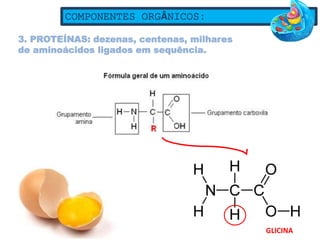 COMPONENTES ORGÂNICOS:
3. PROTEÍNAS: dezenas, centenas, milhares
de aminoácidos ligados em sequência.
GLICINA
 