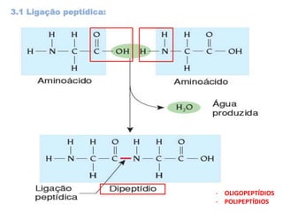3.1 Ligação peptídica:
- OLIGOPEPTÍDIOS
- POLIPEPTÍDIOS
 