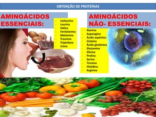 - Alanina
- Asparagina
- Ácido aspártico
- Cisteína
- Ácido glutâmico
- Glutamina
- Glicina
- Prolina
- Serina
- Tirosina
- Histidina
- Arginina
OBTENÇÃO DE PROTEÍNAS
AMINOÁCIDOS
ESSENCIAIS:
- Isoleucina
- Leucina
- Valina
- Fenilalanina
- Metionina
- Treonina
- Triptofano
- Lisina
AMINOÁCIDOS
NÃO- ESSENCIAIS:
 