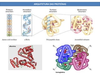 ARQUITETURA DAS PROTEÍNAS
albumina
hemoglobina
 