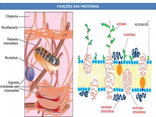 FUNÇÕES DAS PROTEÍNAS
 