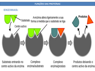 FUNÇÕES DAS PROTEÍNAS
ENZIMAS:
 