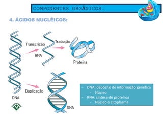 COMPONENTES ORGÂNICOS:
4. ÁCIDOS NUCLÉICOS:
- DNA: depósito de informação genética
- Núcleo
- RNA: síntese de proteínas
- Núcleo e citoplasma
 