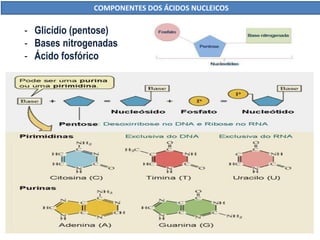 - Glicídio (pentose)
- Bases nitrogenadas
- Ácido fosfórico
COMPONENTES DOS ÁCIDOS NUCLEICOS
 