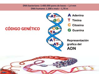 DNA bacteriano: 3.400.000 pares de bases – 1,4 mm
DNA humano: 1.200 x mais – 1,70 m
CÓDIGO GENÉTICO
 