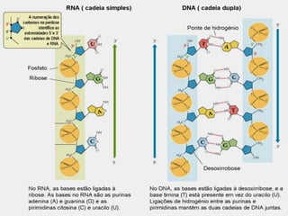 Aula 2   constituintes químicos das células