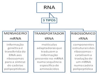 Aula 2   constituintes químicos das células