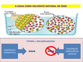 A ÁGUA COMO SOLVENTE NATURAL DE ÍONS
CITOSOL = SOLUÇÃO AQUOSA
SUBSTÂNCIAS
HIDROFÍLICAS
SUBSTÂNCIAS
HIDROFÓBICAS
(apolares)
ÁGUA ÁGUA
 