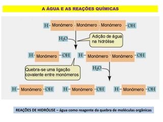 A ÁGUA E AS REAÇÕES QUÍMICAS
REAÇÕES DE HIDRÓLISE – água como reagente da quebra de moléculas orgânicas
 