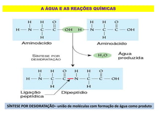 A ÁGUA E AS REAÇÕES QUÍMICAS
SÍNTESE POR DESIDRATAÇÃO– união de moléculas com formação de água como produto
 