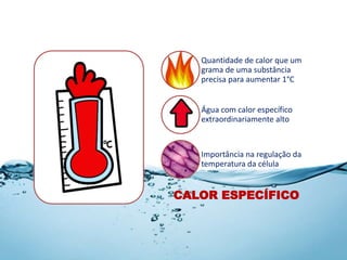 CALOR ESPECÍFICO
Quantidade de calor que um
grama de uma substância
precisa para aumentar 1°C
Água com calor específico
extraordinariamente alto
Importância na regulação da
temperatura da célula
 