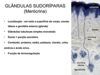 Aula 2 - Tecido Epitelial para o curso de Enfermagem | PPT
