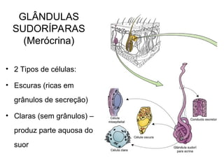 Aula 2 - Tecido Epitelial para o curso de Enfermagem | PPT