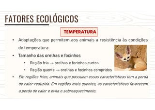 FATORES ECOLÓGICOS
TEMPERATURA
• Adaptações que permitem aos animais a resistência às condições
de temperatura:
• Tamanho das orelhas e focinhos
• Região fria → orelhas e focinhos curtos
• Região quente → orelhas e focinhos compridos
• Em regiões frias, animais que possuem essas características tem a perda
de calor reduzida. Em regiões mais quentes, as características favorecem
a perda de calor e evita o sobreaquecimento.
 