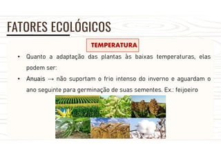 FATORES ECOLÓGICOS
TEMPERATURA
• Quanto a adaptação das plantas às baixas temperaturas, elas
podem ser:
• Anuais → não suportam o frio intenso do inverno e aguardam o
ano seguinte para germinação de suas sementes. Ex.: feijoeiro
 