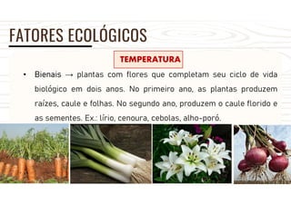 FATORES ECOLÓGICOS
TEMPERATURA
• Bienais → plantas com flores que completam seu ciclo de vida
biológico em dois anos. No primeiro ano, as plantas produzem
raízes, caule e folhas. No segundo ano, produzem o caule florido e
as sementes. Ex.: lírio, cenoura, cebolas, alho-poró.
 