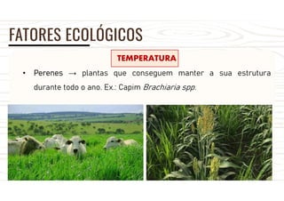FATORES ECOLÓGICOS
TEMPERATURA
• Perenes → plantas que conseguem manter a sua estrutura
durante todo o ano. Ex.: Capim Brachiaria spp.
 
