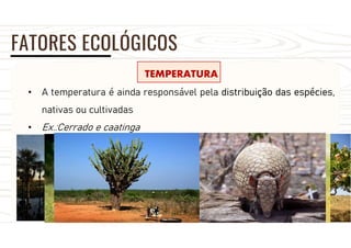 FATORES ECOLÓGICOS
TEMPERATURA
• A temperatura é ainda responsável pela distribuição das espécies,
nativas ou cultivadas
• Ex.:Cerrado e caatinga
 