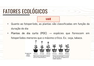 FATORES ECOLÓGICOS
LUZ
• Quanto ao fotoperíodo, as plantas são classificadas em função da
duração do dia
• Plantas de dia curto (PDC) → espécies que florescem em
fotoperíodos menores que o máximo crítico. Ex.: soja, tabaco.
 