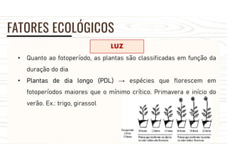 FATORES ECOLÓGICOS
LUZ
• Quanto ao fotoperíodo, as plantas são classificadas em função da
duração do dia
• Plantas de dia longo (PDL) → espécies que florescem em
fotoperíodos maiores que o mínimo crítico. Primavera e início do
verão. Ex.: trigo, girassol
 