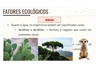 FATORES ECOLÓGICOS
ÁGUA
• Quanto a água, os organismos podem ser classificados como:
• Xerófilos e Xerófitos → Animais e vegetais que vivem em
ambientes secos.
Ex.: mamíferos de deserto, cactáceos.
• Tropófitas → Seres que suportam grande variação de
umidade. Ambientes alternadamente úmidos e secos.
Ex.: araucária.
 