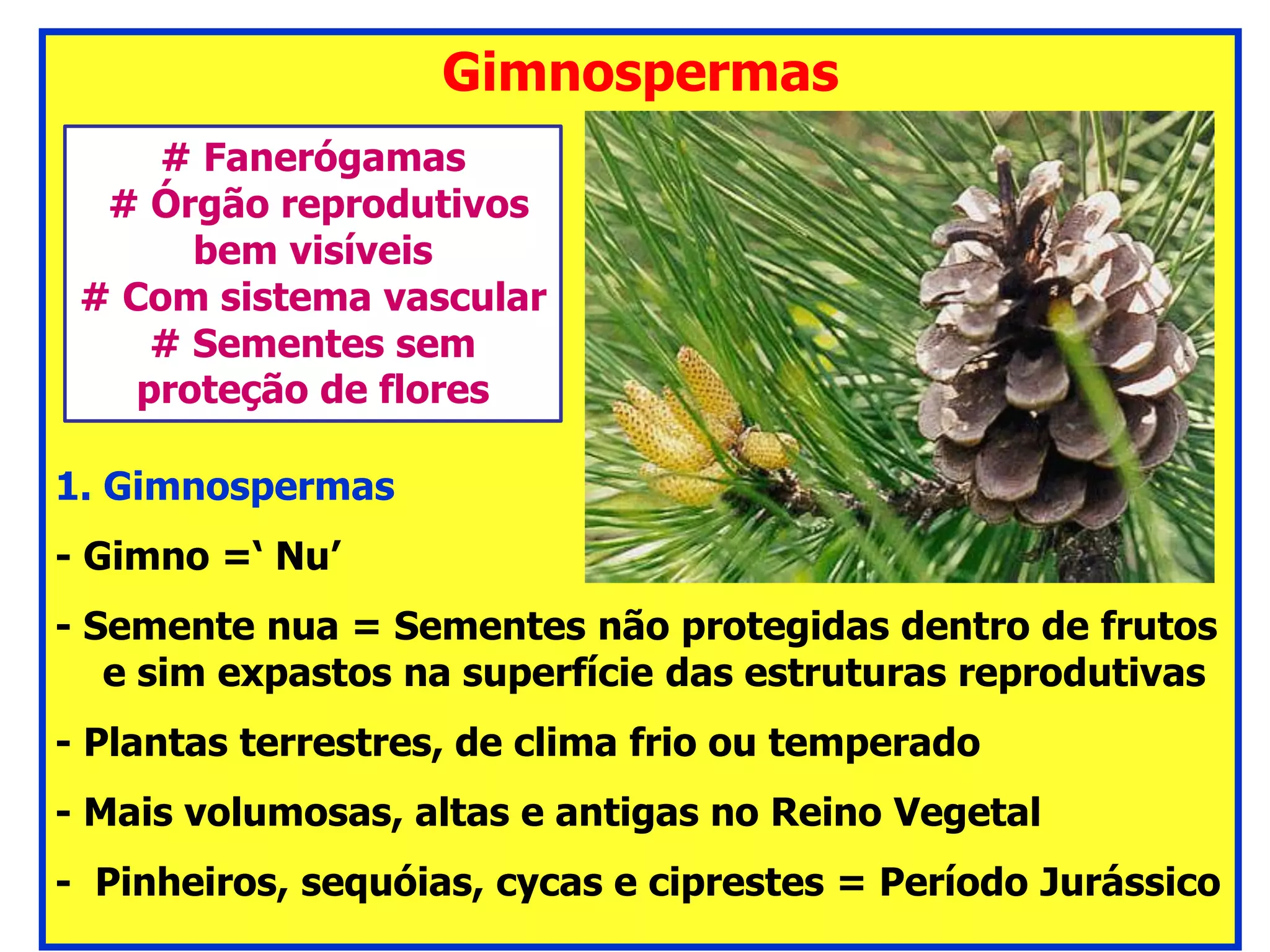 Aula 2 - Gimnospermas.pdf