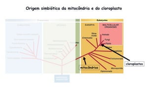 Origem simbiótica da mitocôndria e do cloroplasto
mitocôndrias
cloroplastos
 
