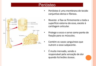 Introdu o A Anatomia E Sist Esquel tico pdf
