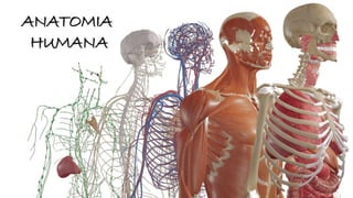 Anatomia Humana
Prof.: GIZA CARLA NITZ
Enfermeira Especialista Urgência E Emergência
Coord. Vigilância Epidemiológica - SDN
ANATOMIA
HUMANA
 