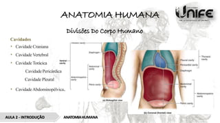 ANATOMIA HUMANA
ANATOMIAHUMANA
AULA 2 - INTRODUÇÃO
Divisões Do Corpo Humano
Cavidades
• Cavidade Craniana
• Cavidade Vertebral
• Cavidade Torácica
Cavidade Pericárdica
Cavidade Pleural
• CavidadeAbdominopélvica.
 