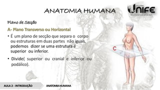 ANATOMIA HUMANA
Plano de Secção
A- Plano Transverso ou Horizontal
• É um plano de secção que separa o corpo
ou estruturas em duas partes não iguais,
podemos dizer se uma estrutura é
superior ou inferior.
• Divide( superior ou cranial e inferior ou
podálico).
ANATOMIAHUMANA
AULA 2 - INTRODUÇÃO
 