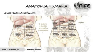 ANATOMIA HUMANA
Quadrantes Anatômicos
ANATOMIAHUMANA
AULA 2 - INTRODUÇÃO
O abdome
é dividido
em regiões
e quadrantes.
.
Regiões
 