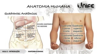 ANATOMIA HUMANA
Quadrantes Anatômicos
ANATOMIAHUMANA
AULA 2 - INTRODUÇÃO
DIVISÃO ANATOMICA
DO ABDOME
 