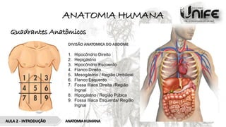 ANATOMIA HUMANA
Quadrantes Anatômicos
ANATOMIAHUMANA
AULA 2 - INTRODUÇÃO
DIVISÃO ANATOMICA DO ABDOME
1. Hipocôndrio Direito
2. Hepigástrio
3. Hipocôndrio Esquerdo
4. Flanco Direito
5. Mesogástrio / RegiãoUmbilical
6. Flanco Esquerdo
7. Fossa Ilíaca Direita /Região
Ingnal
8. Hipogástrio / Região Púbica
9. Fossa Ilíaca Esquerda/ Região
Ingnal
 