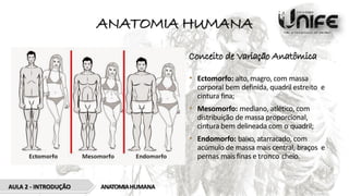 ANATOMIA HUMANA
Conceito de Variação Anatômica
• Ectomorfo: alto, magro, com massa
corporal bem definida, quadril estreito e
cintura fina;
• Mesomorfo: mediano, atlético, com
distribuição de massa proporcional,
cintura bem delineada com o quadril;
• Endomorfo: baixo, atarracado, com
acúmulo de massa mais central, braços e
pernas mais finas e tronco cheio.
AULA 2 - INTRODUÇÃO ANATOMIAHUMANA
 