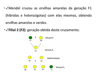 ✓Mendel cruzou as ervilhas amarelas da geração F1
(híbridas e heterozigotas) com elas mesmas, obtendo
ervilhas amarelas e verdes.
✓Filial 2 (F2): geração obtida deste cruzamento.
 