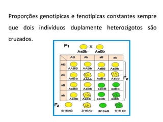 Proporções genotípicas e fenotípicas constantes sempre
que dois indivíduos duplamente heterozigotos são
cruzados.
 