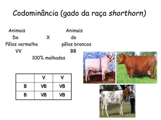 Codominância (gado da raça shorthorn)
Animais Animais
De X de
Pêlos vermelho pêlos brancos
VV BB
100% malhados
V V
B VB VB
B VB VB
 